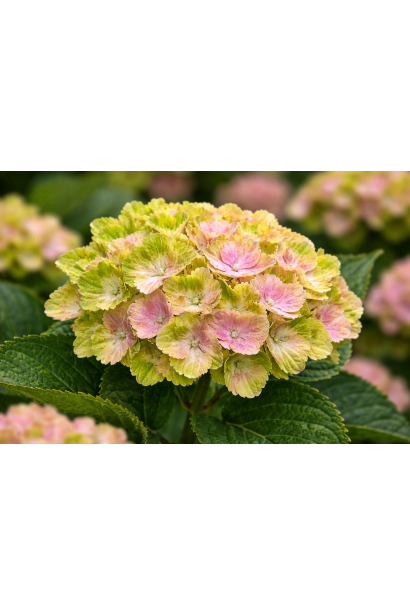 Гортензія Вібрант Верде квітка